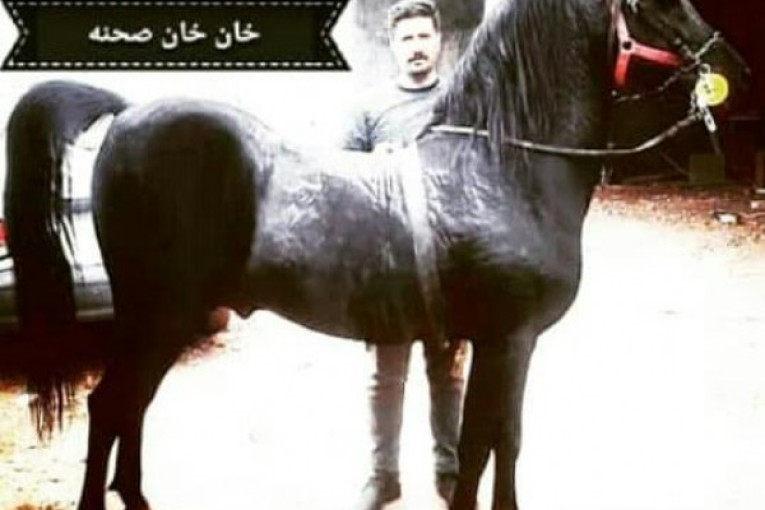 باشگاه پرورش اسب کرد کرمی در کرمانشاه 