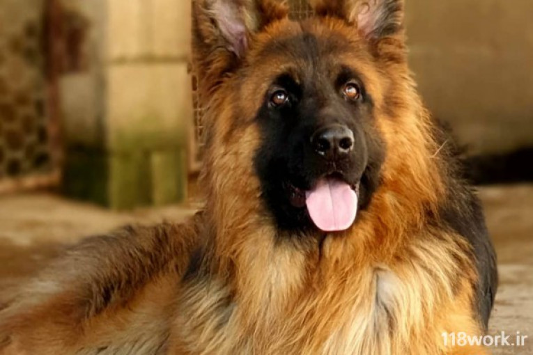 پرورش سگ چوپان آلمانی مجموعه داگ کادوس 