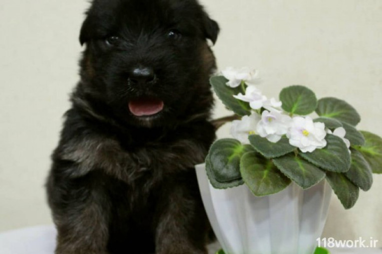 پرورش سگ چوپان آلمانی مجموعه داگ کادوس 