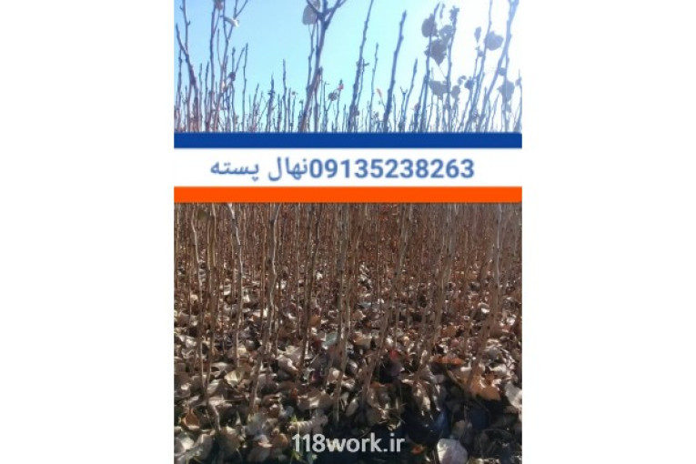 فروش عمده نهال پسته در استان یزد