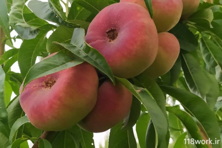 نهالستان جوادی در میاندوآب 