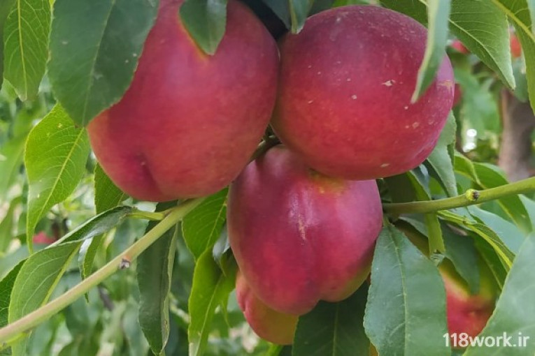 نهالستان جوادی در میاندوآب 