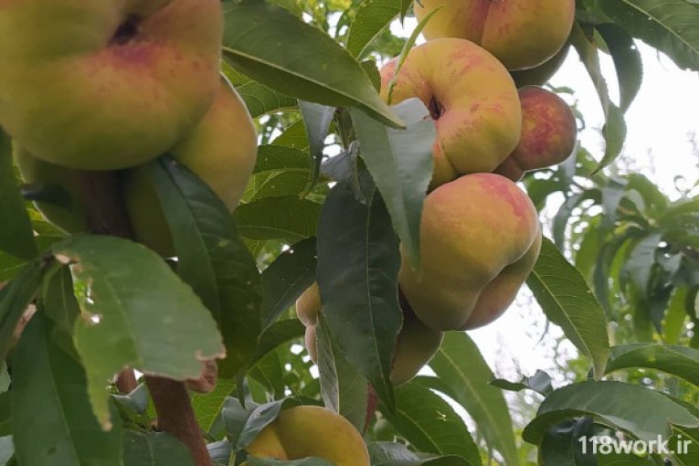 نهالستان جوادی در میاندوآب 