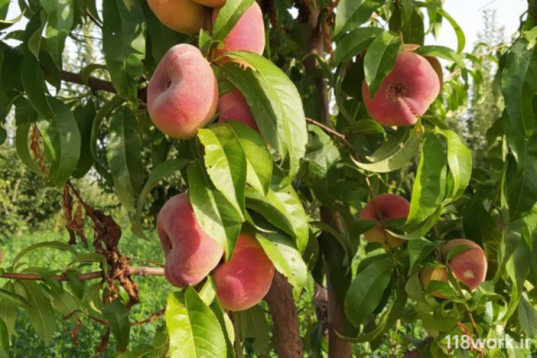 نهالستان جوادی در میاندوآب 