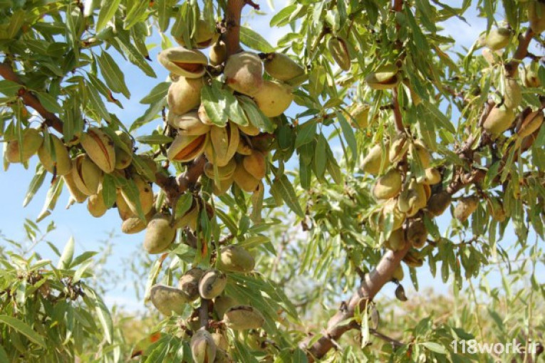 نهالستان جوادی در میاندوآب 