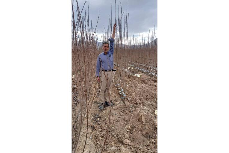 نهالستان شکوفه محسن زارعی