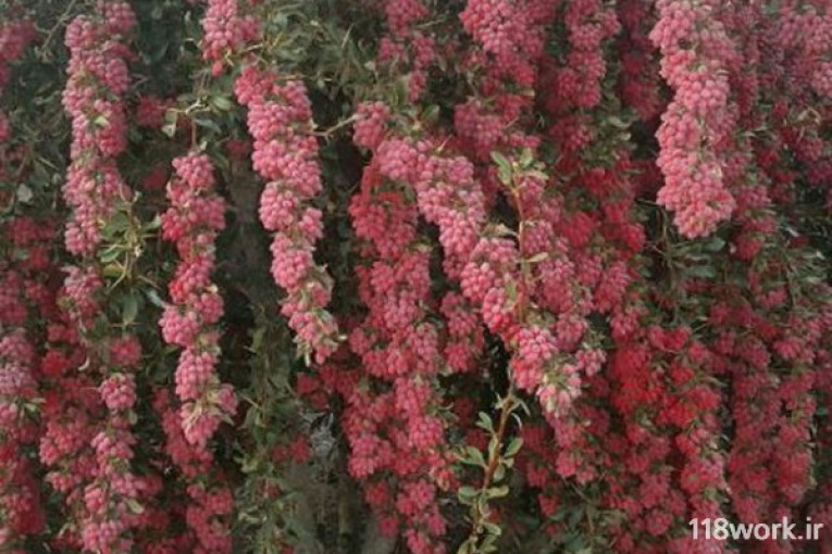 نهالستان گلبرگ در نیشابور