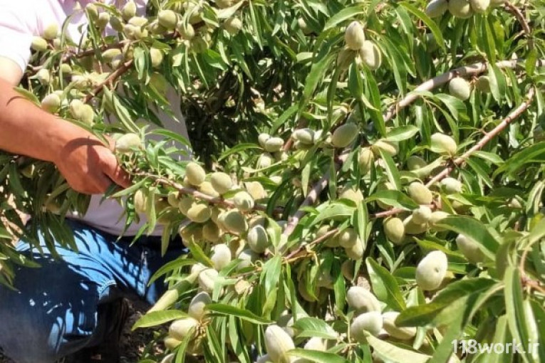 نهالستان برتر آذربایجان 