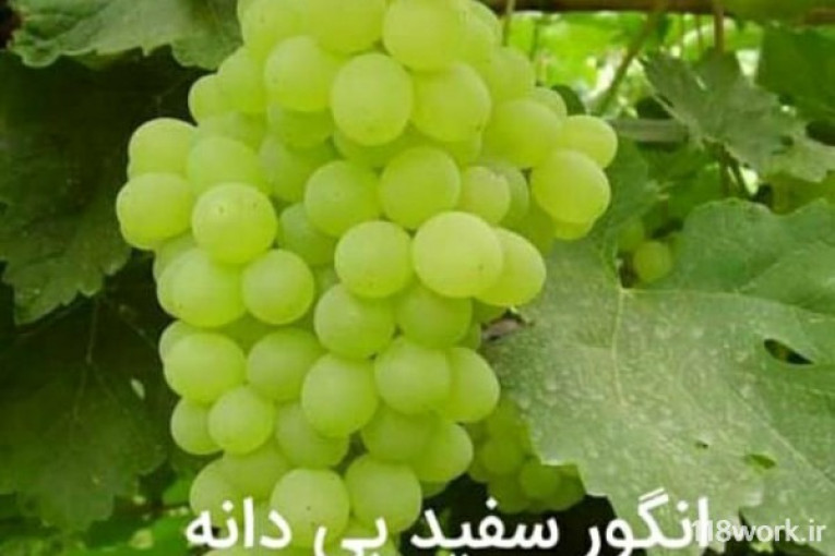 نهالستان سبز سلیمی در میاندوآب 