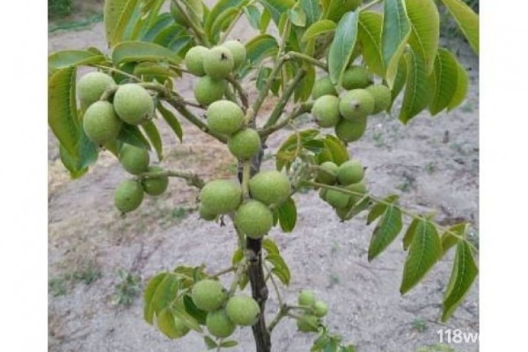 نهالستان ایران نهال در میاندوآب