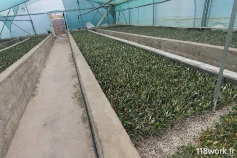 تولید و پرورش نهال زیتون در ساری 