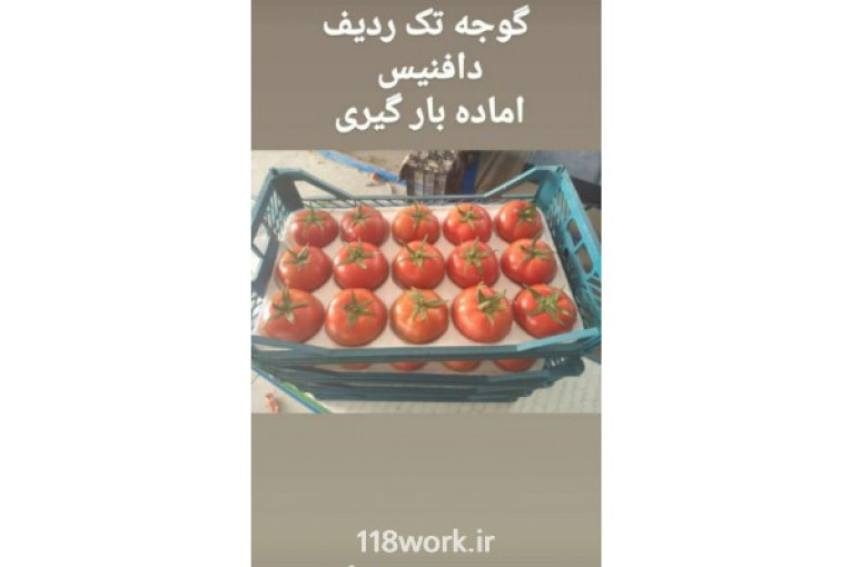 برترین محصولات گلخانه ای در کرمان 