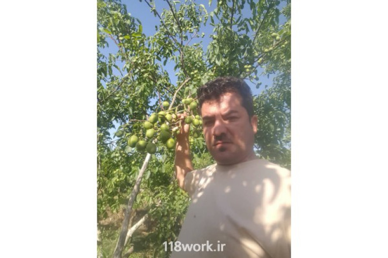 نهالستان مهندس ایرج نیکزاد در کرمانشاه