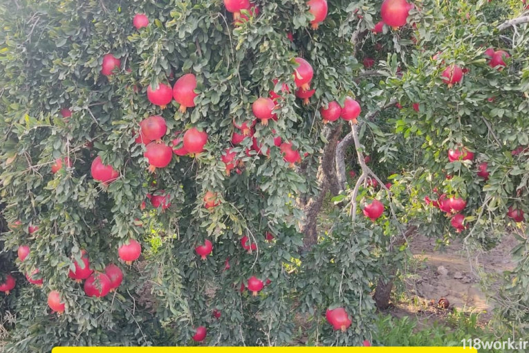 نمایندگی فروش گوگرد ارگانیک معدن زرکوه