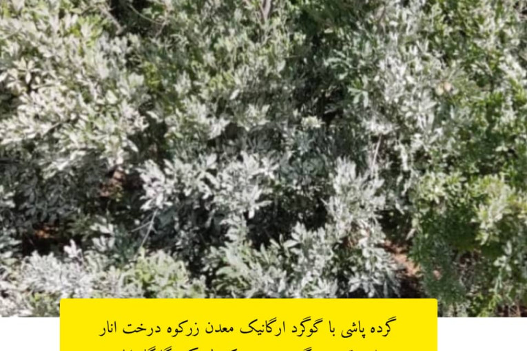 نمایندگی فروش گوگرد ارگانیک معدن زرکوه