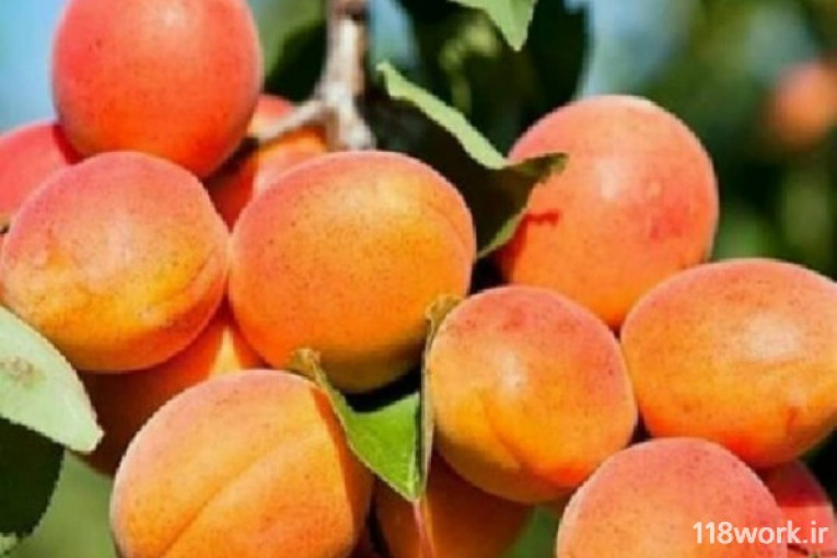 نهالستان باغ بهشت در میاندوآب 