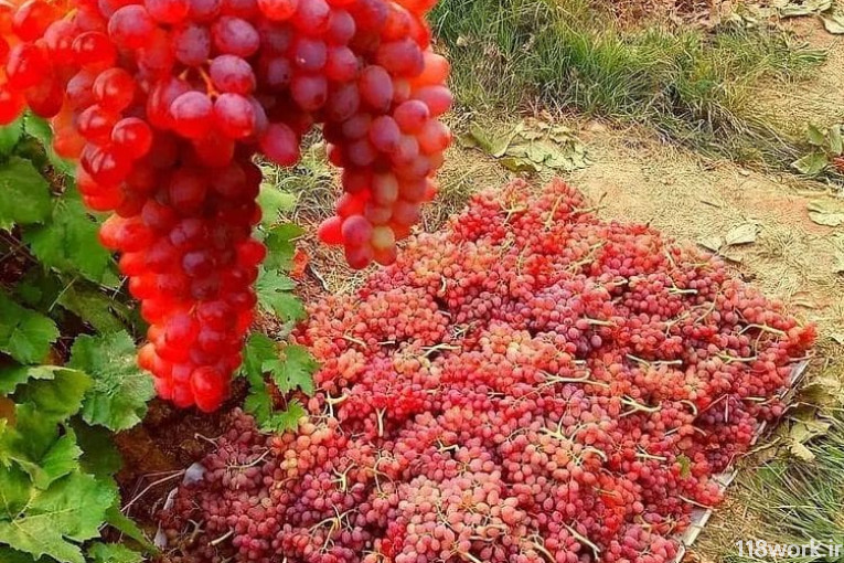 بزرگترین نهالستان در قزوین ( نهالستان قائم )