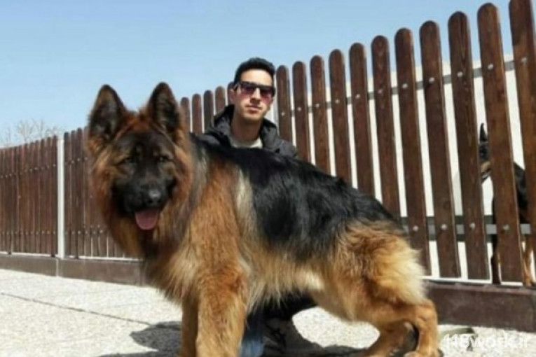 پرورش سگ بارن در تهران