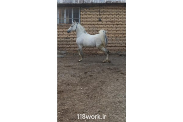 مزرعه پرورش اسب لارتی در کرمانشاه