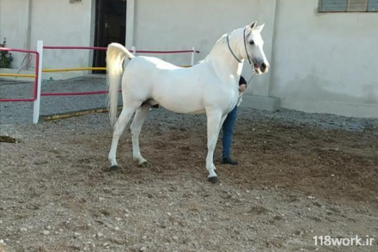 مزرعه پرورش اسب لارتی در کرمانشاه