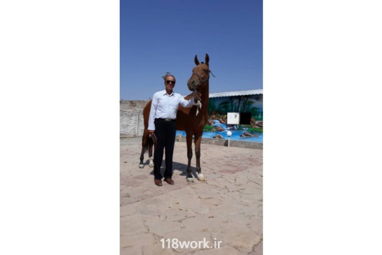 پرورش اسب ترکمن در پیش قلعه