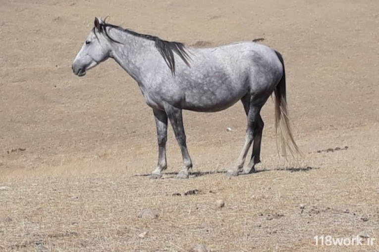 پرورش اسب ترکمن در پیش قلعه