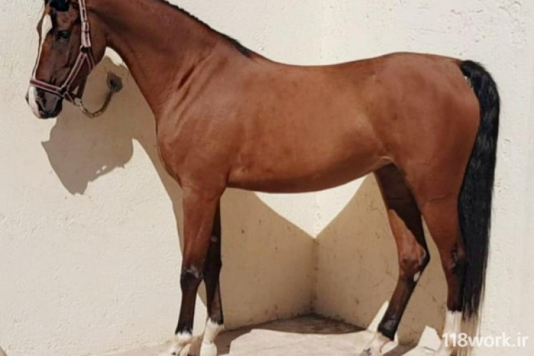 پرورش اسب دره شوری در سیرجان