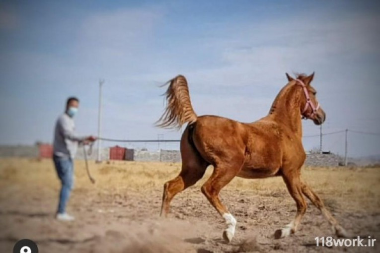 پرورش اسب دره شوری در سیرجان