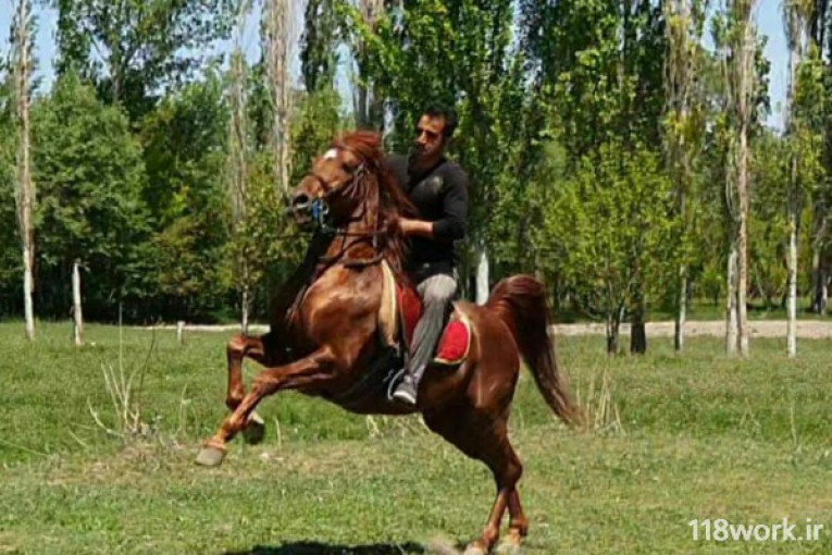پرورش اسب علیزاده در سلماس