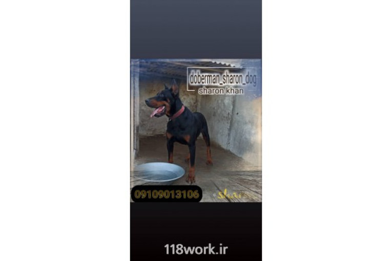 پرورش سگ,مجموعه شارون داگ در یزد