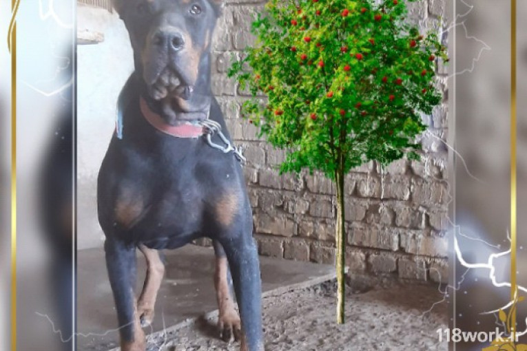 پرورش سگ,مجموعه شارون داگ در یزد