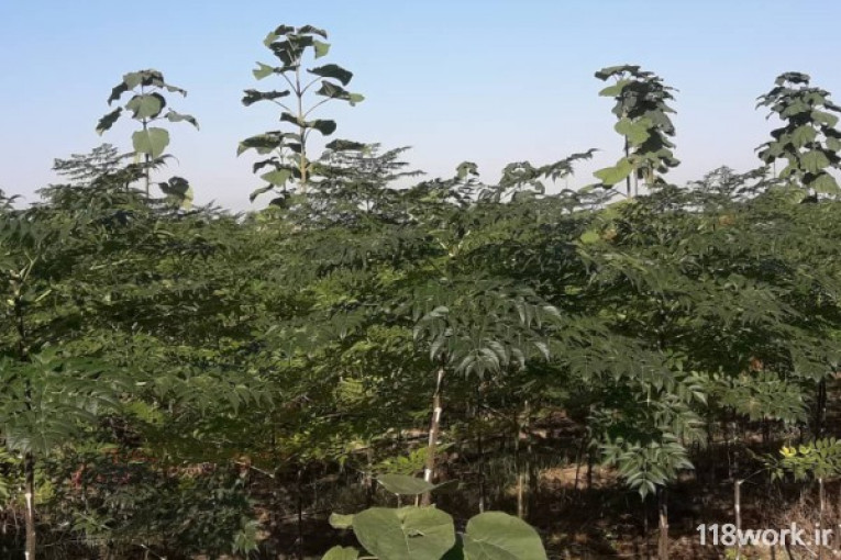 تولید نهال پالونیا و زیتون تلخ در علی آباد کتول