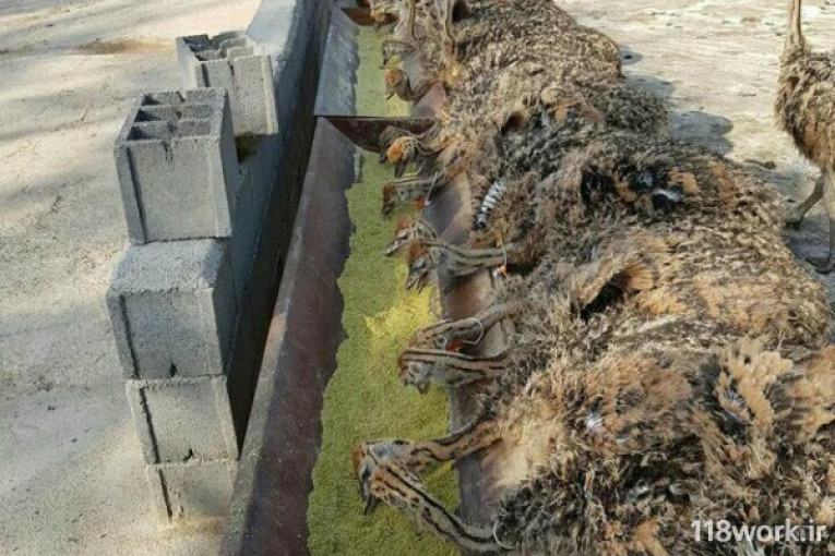 مزرعه پرورش شترمرغ سپید بال در مشهد