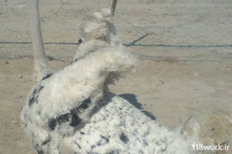 پرورش شترمرغ ارگان اسپاروز در خوزستان