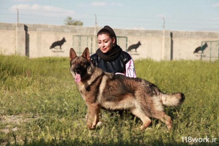 مربی سگ در سراسر ایران