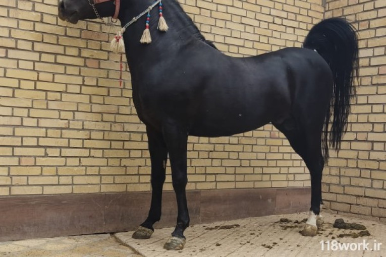 باشگاه پرورش واصلاح نژاد اسب زیبا در اصفهان