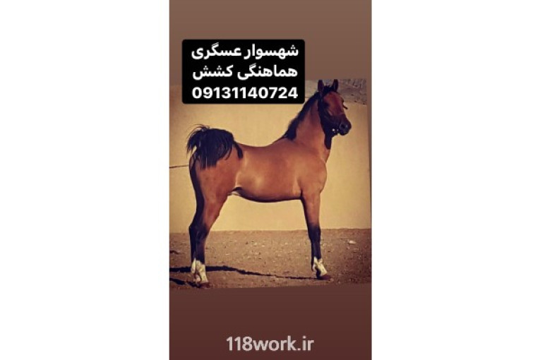 باشگاه پرورش واصلاح نژاد اسب زیبا در اصفهان