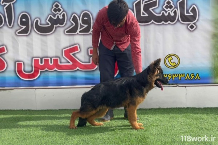 پرورش و آموزش سگ برانکس کنل در کرمان