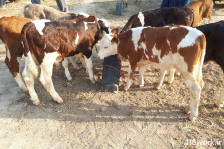 فروش گاو وگوساله نژاد هلشتاین و سیمین تال در سراسر ایران