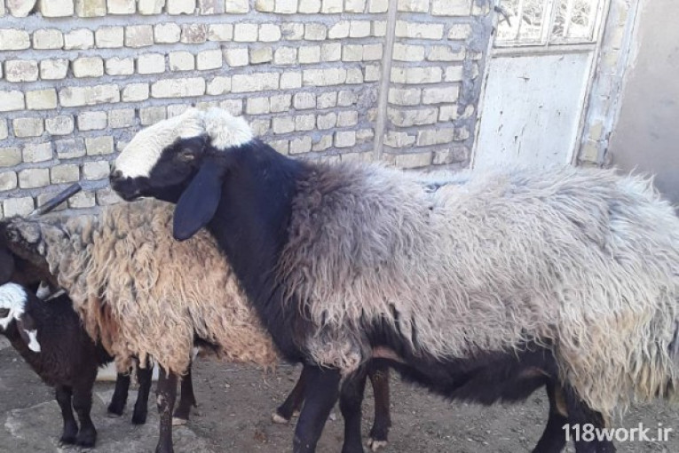 خرید و فروش گوسفند شال در قزوین
