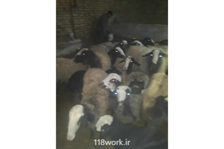 خرید و فروش گوسفند شال در قزوین