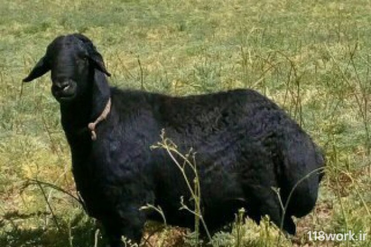 فروش گوسفند نژاد افشار برولا در قزوین