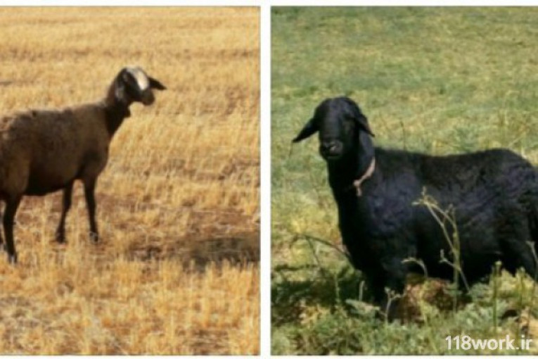 فروش گوسفند نژاد افشار برولا در قزوین