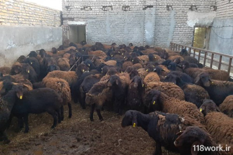 تولید کننده گوسفند نژاد برولا افشار در تهران