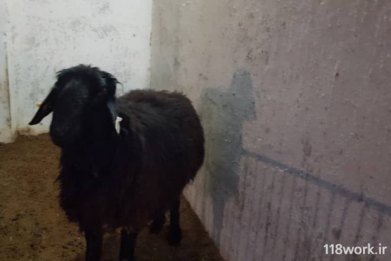 تولید کننده گوسفند نژاد برولا افشار در تهران