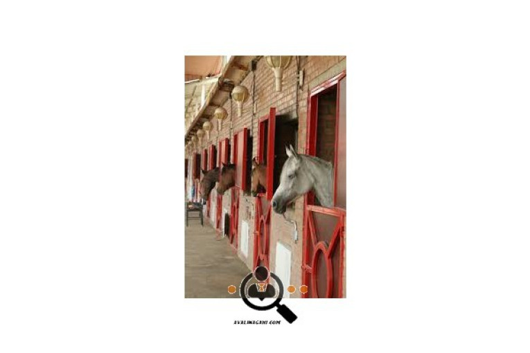  مجموعه پرورش اسب کیهان در شهریار 