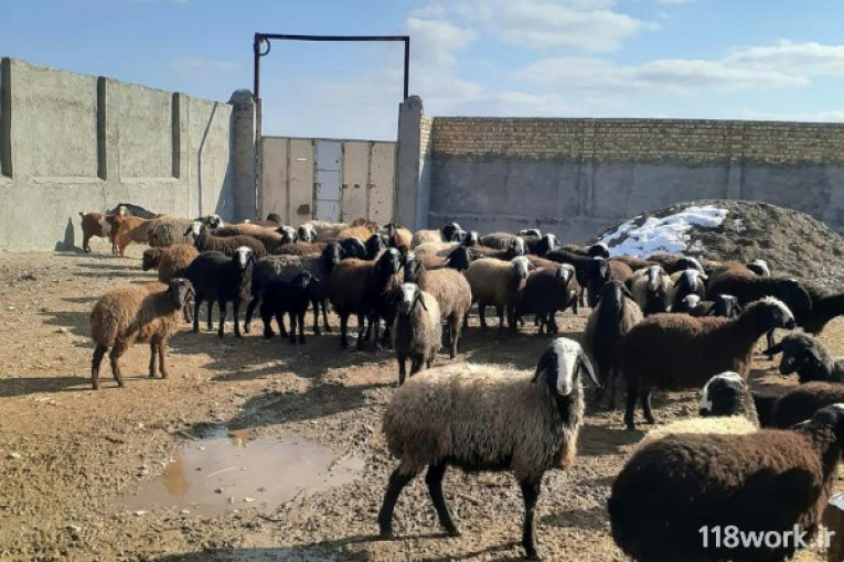 خرید و فروش گوسفند نژاد شال در قزوین