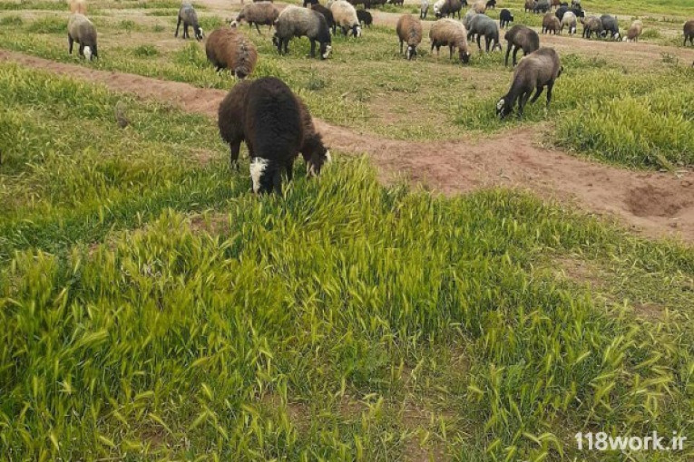 خرید و فروش گوسفند نژاد شال در قزوین