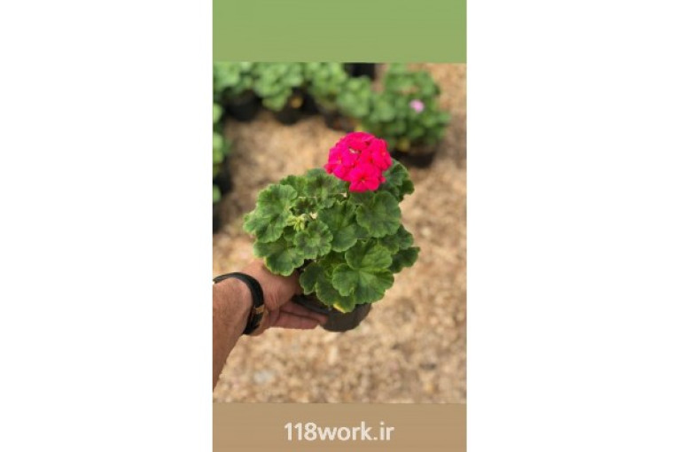 تولیدی گل و گیاه میرمعصومی در کرمان
