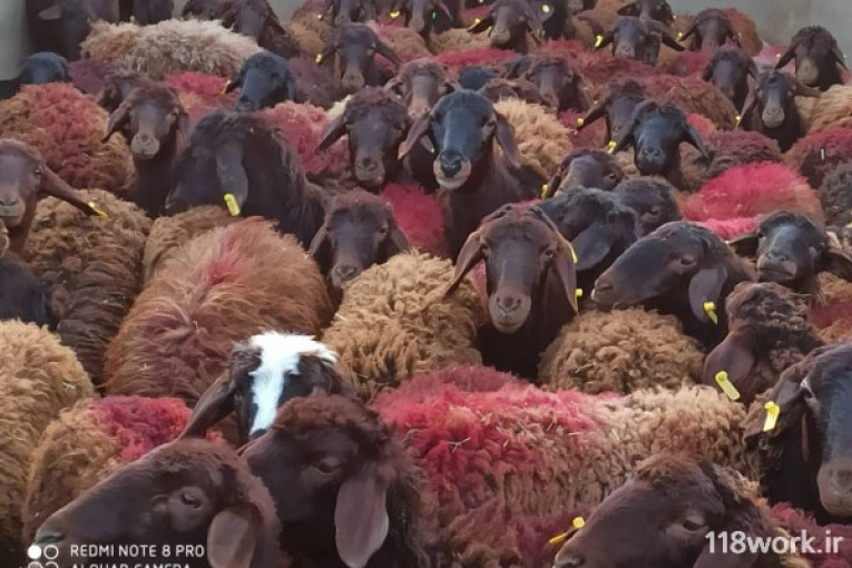 خرید و فروش گوسفند نژاد افشار در قم
